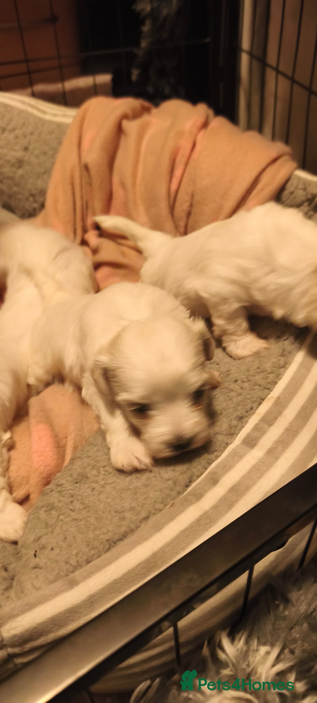 Maltese dogs for sale: Maltese puppys  - Advert 3