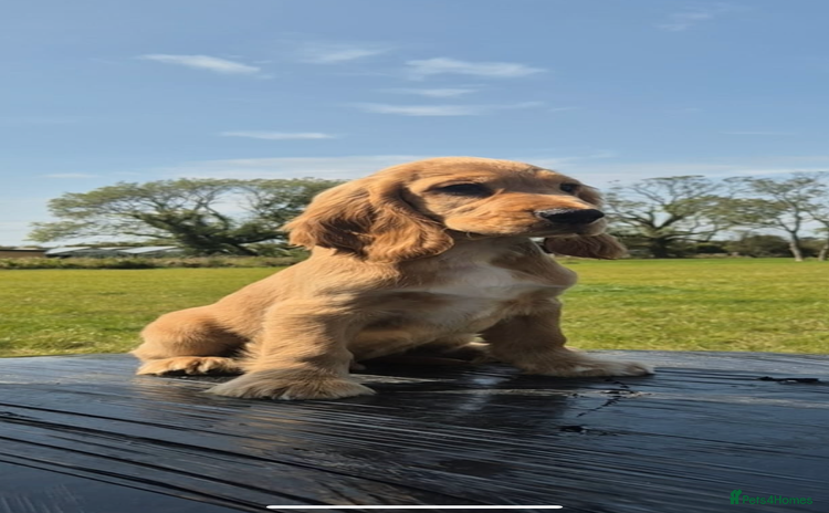Cocker Spaniel dogs - Advert 3