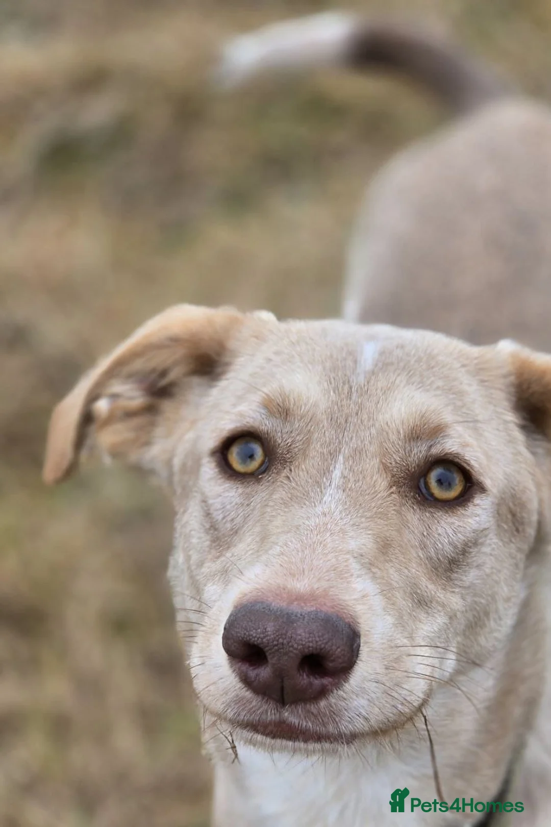 Mixed Breed dogs for adoption: URGENT: ❤️Jena❤️- amazing a 1 year old girl - Advert 12