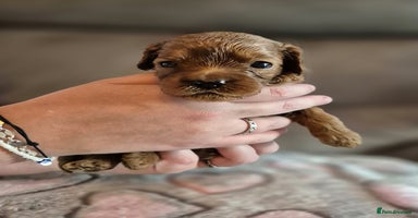 Cavapoo dogs - Advert 1