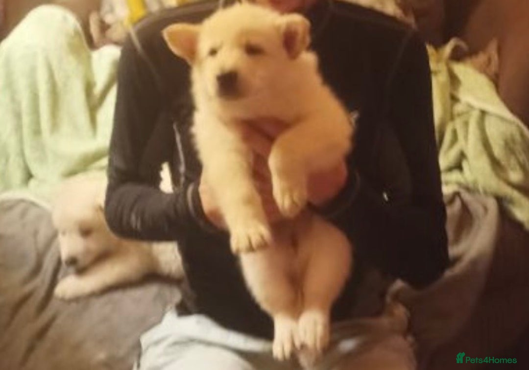 Mixed Breed dogs for sale: Northern Inuit x apricot German Shepherd - Advert 4