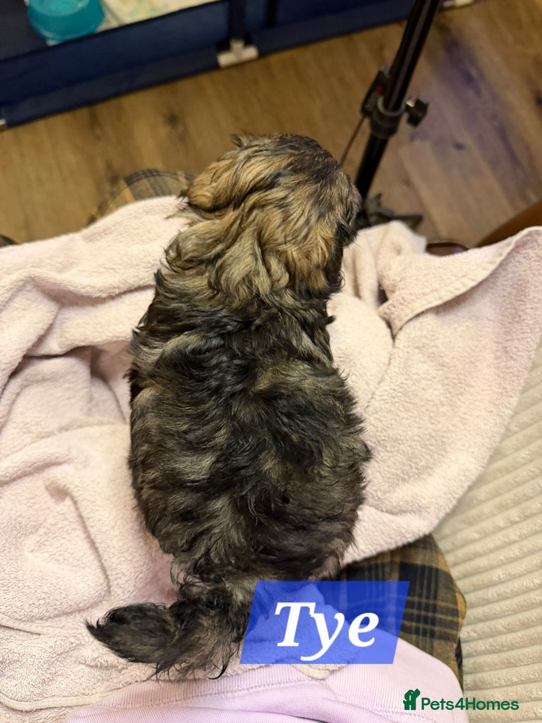 Maltipoo dogs for sale: Multipoo - Advert 28