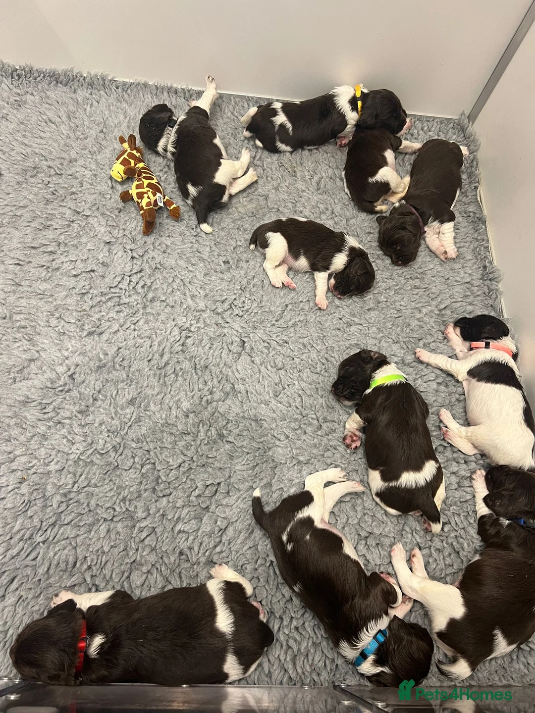 English Springer Spaniel dogs for stud: English Springer Spaniel Stud  in Derby - Advert 24