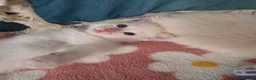Ragdoll cats for sale: GCCF registered Ragdoll kittens  - Advert 16