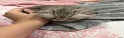 Mixed Breed cats for sale: Beautiful BSH × Siberian Kittens🤍 in Oldham - Advert 18