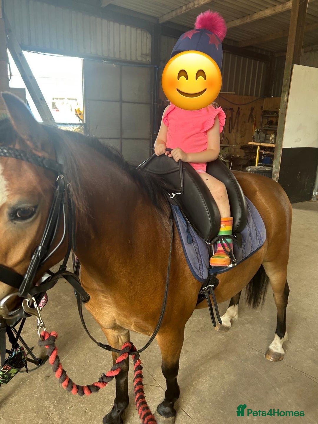 Welsh Section A horses for sale: 12hh section a gelding bombproof - Image 7