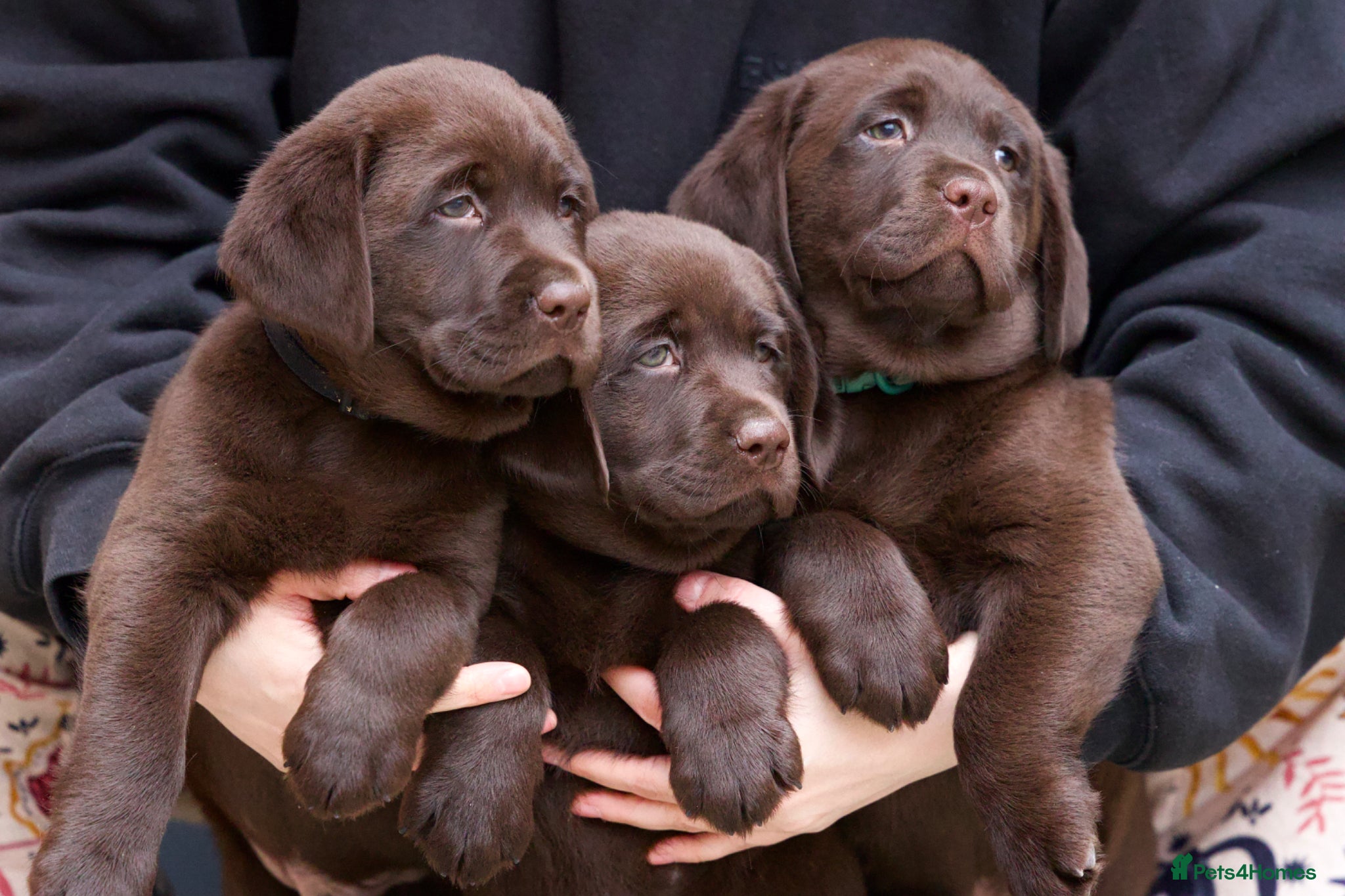 Labrador Retriever dogs for sale: Show Champion Lineage Chocolate Labrador Puppies - Advert 1
