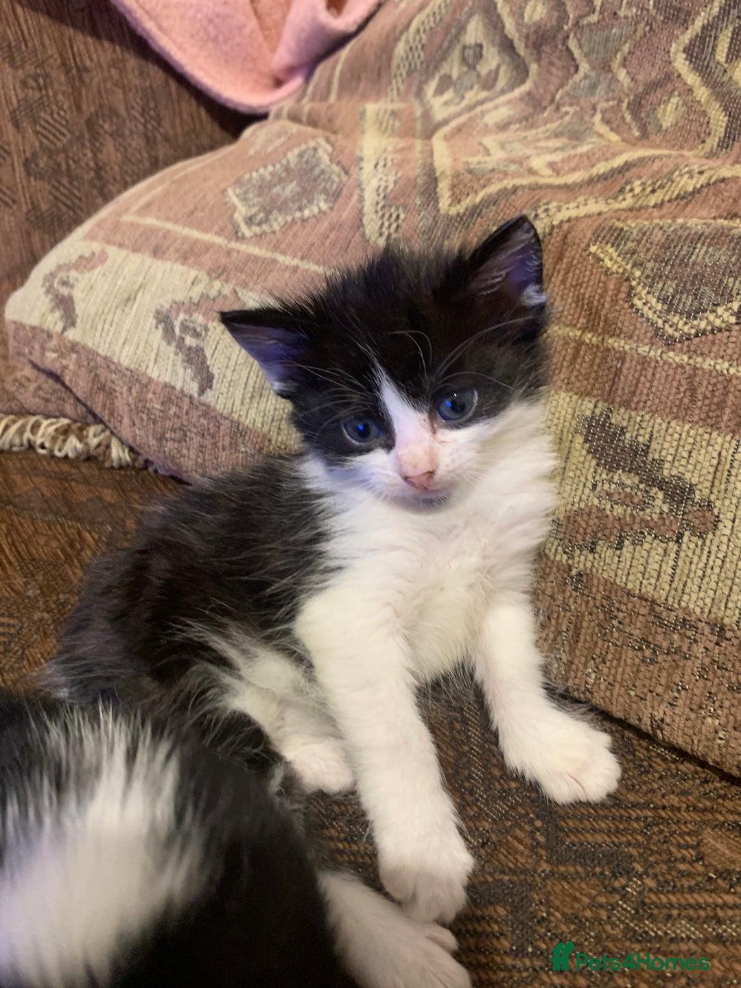 Mixed Breed cats for sale: Sweet Kittens Looking for Loving Homes - Advert 7