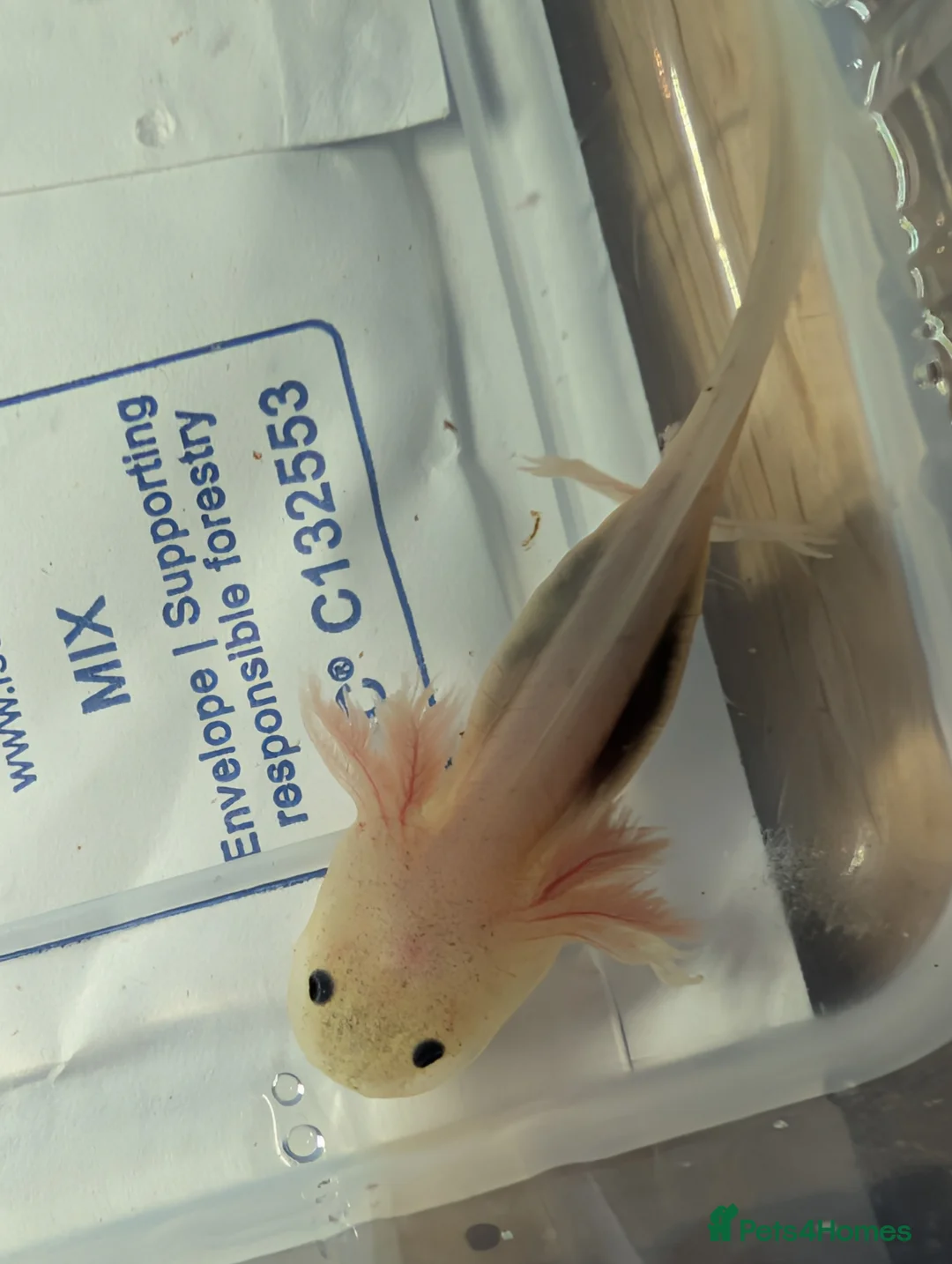 Axolotl reptiles for sale: Baby axolotls available for next day delivery  - Advert 4