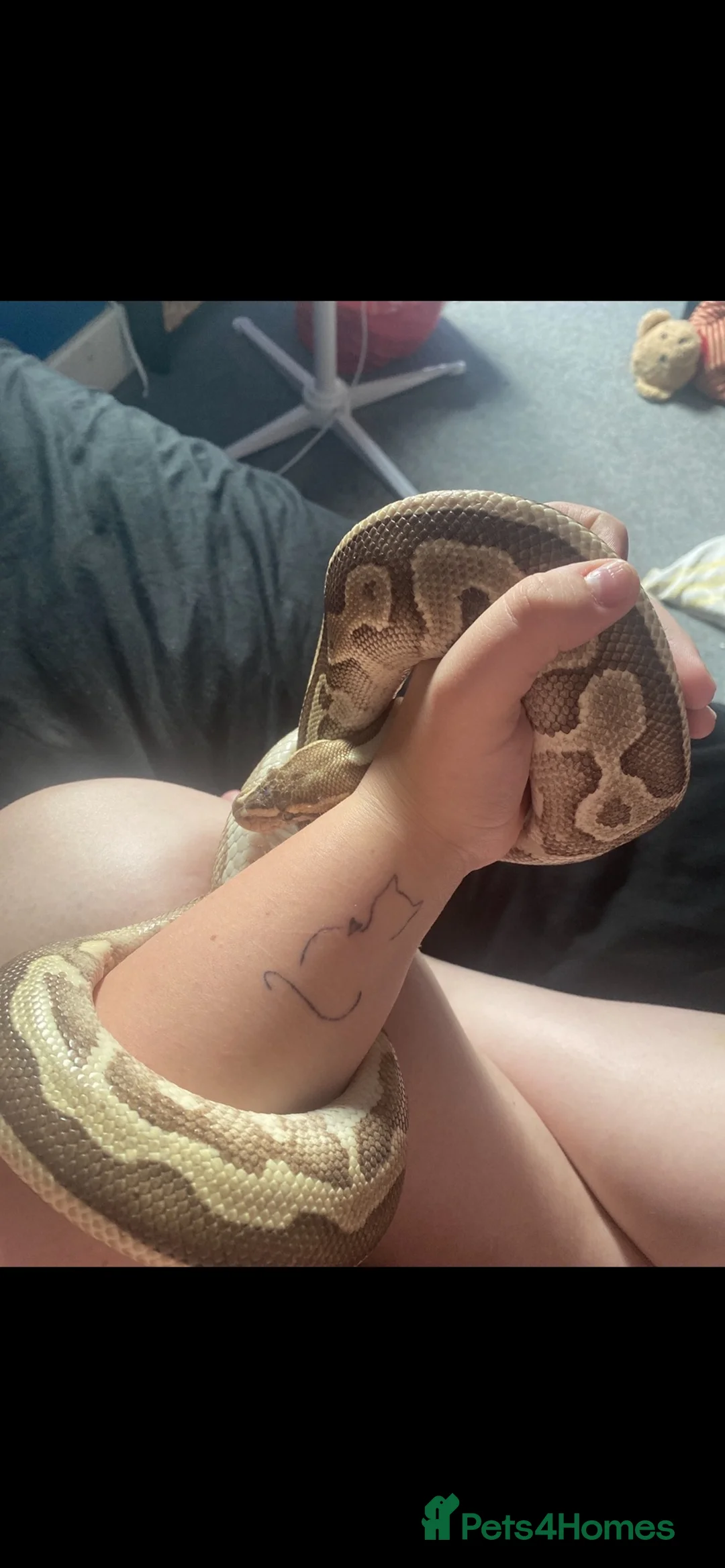 Python Snake reptiles for sale: Pastel Royal Python - Advert 2
