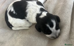 Cocker Spaniel dogs for sale: Blue roan cocker spaniels  - Image 17
