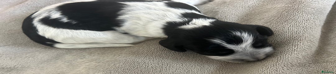Cocker Spaniel Puppy 4
