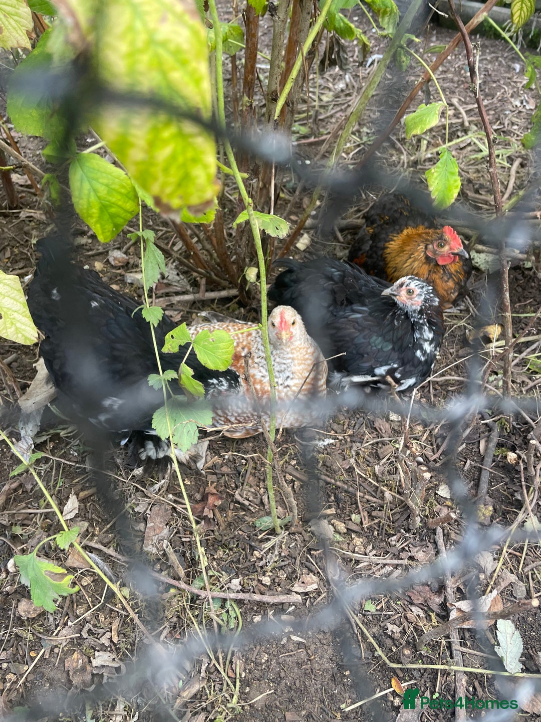 Hens poultry for sale: Bantams for sale - Image 5