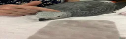 Parrots birds for sale: Hand reared African grey (female)  - Advert 3