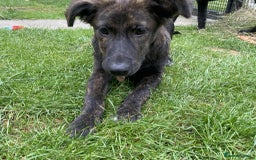 Mixed Breed dogs for adoption: Holly needs a perfect home for Christmas - Image 2