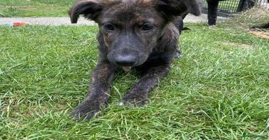Mixed Breed dogs - Advert 2