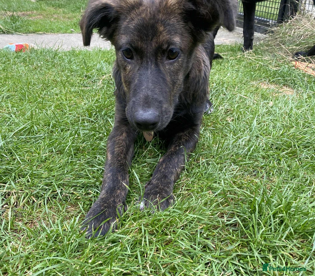 Mixed Breed dogs for adoption: Holly needs a perfect home for Christmas - Image 2