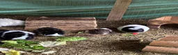 Guinea Pig rodents for sale: Guinea Pigs for Sale. Cheap! - Advert 5