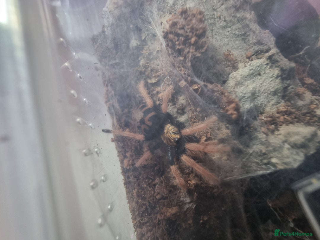 Spiders invertebrates for sale: Tarantula Collection 10 spiders  - Image 5