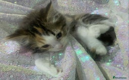 Ragdoll cats for sale: Ragdoll X  - Image 13