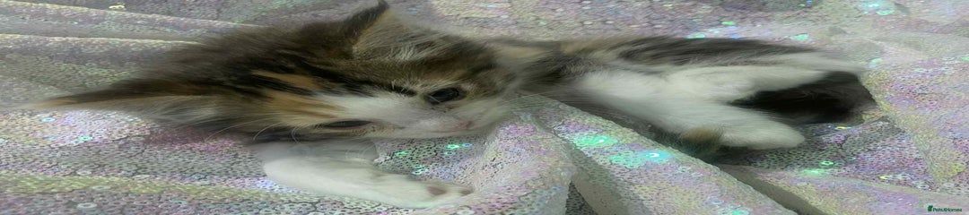 Ragdoll Kitten 5