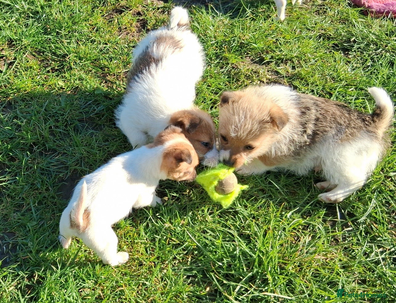 Jack Russell dogs Pure Jack Russell pups for sale - Advert 5