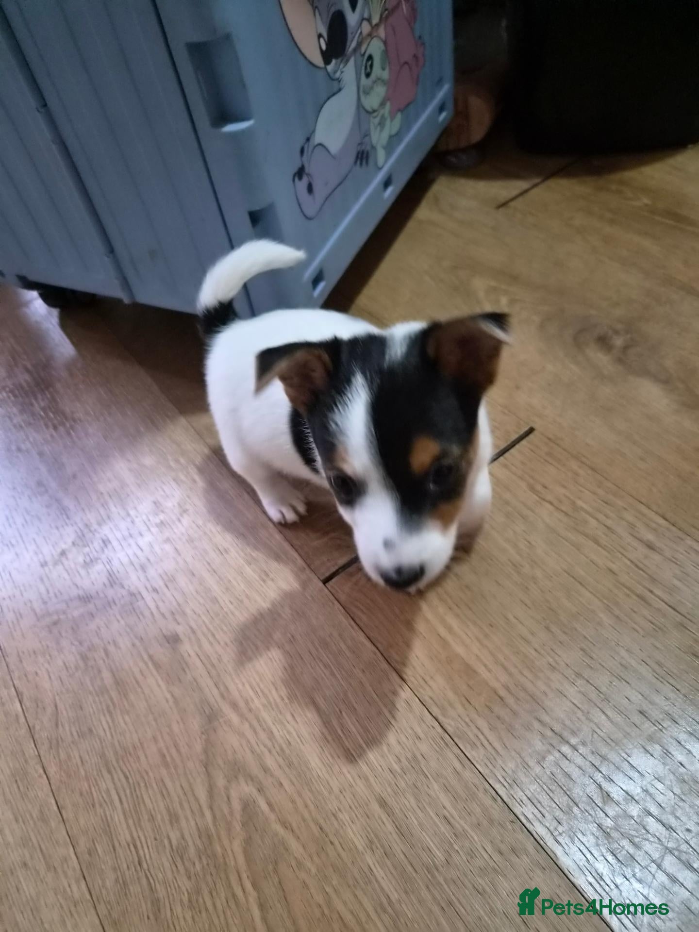 Jack Russell dogs  jack Russell puppies for sale - Advert 1