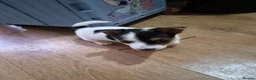 Jack Russell dogs for sale:  jack Russell puppies for sale in Coventry - Advert 1