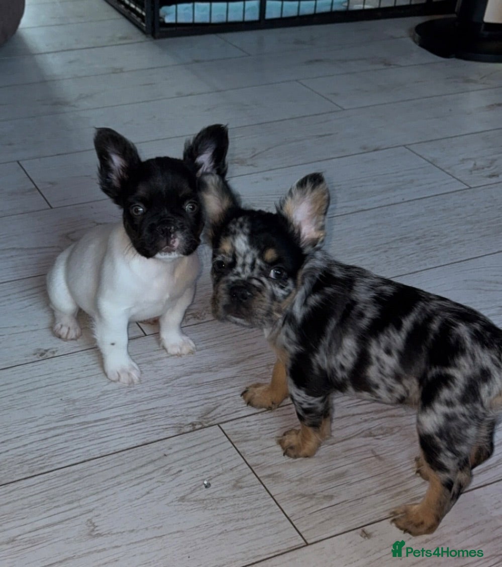 French Bulldog dogs French Bulldog Puppies (fluffy) - Advert 6