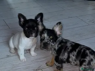 French Bulldog dogs French Bulldog Puppies (fluffy) - Advert 6