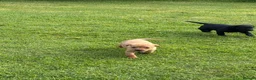 Labrador Retriever dogs for sale: Labrador puppies for sale KC registered  in Nairn - Advert 6