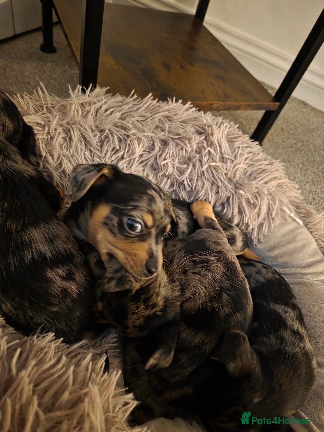 Mixed Breed dogs for sale: Miniature Dapple Dachshund X Miniature Chorky - Advert 9