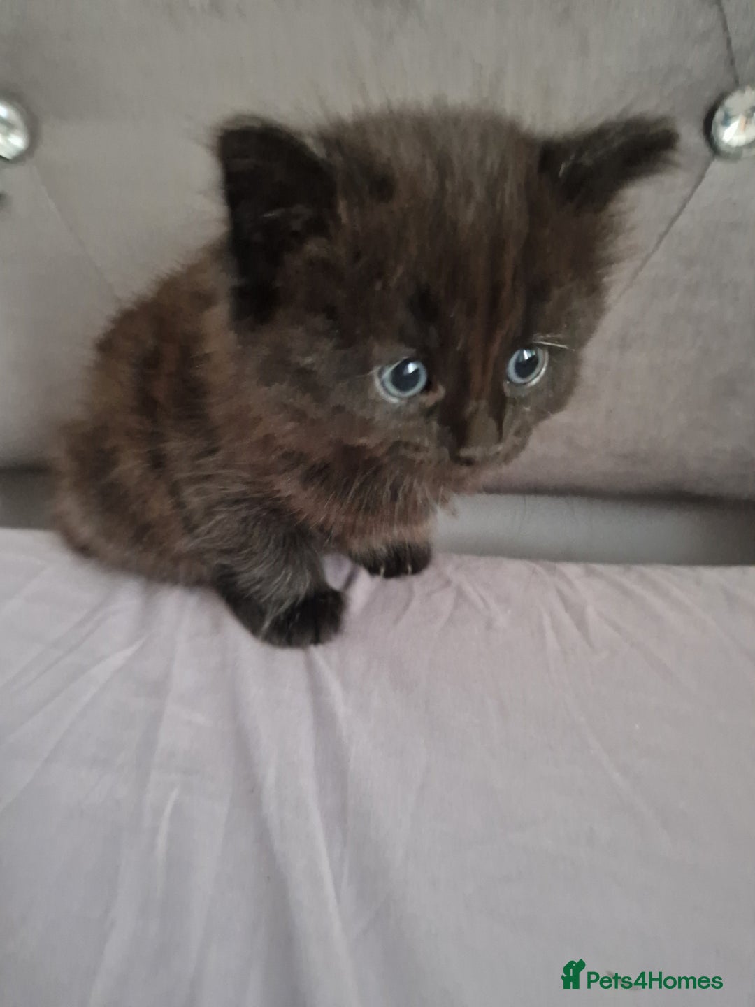 Bombay cats for sale: Bombay kittens - Image 3