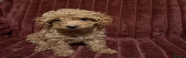 Toy Poodle 2