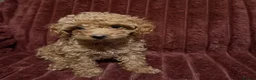 Toy Poodle dogs for sale: Toy Poodle Puppies For Sale - Advert 5