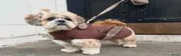 Lhasa Apso dogs for sale: Stormy  in London - Advert 5