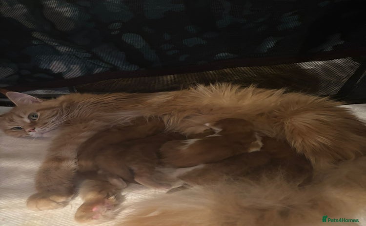 Maine Coon cats - Advert 13