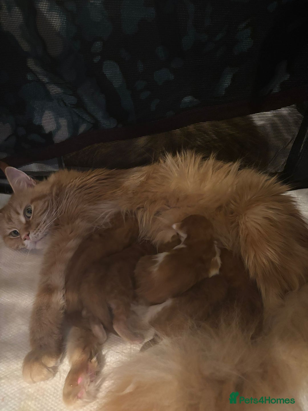 Maine Coon cats for sale: ARIODREAMMAINECOON  - Image 1