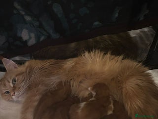 Maine Coon cats for sale - Advert 1
