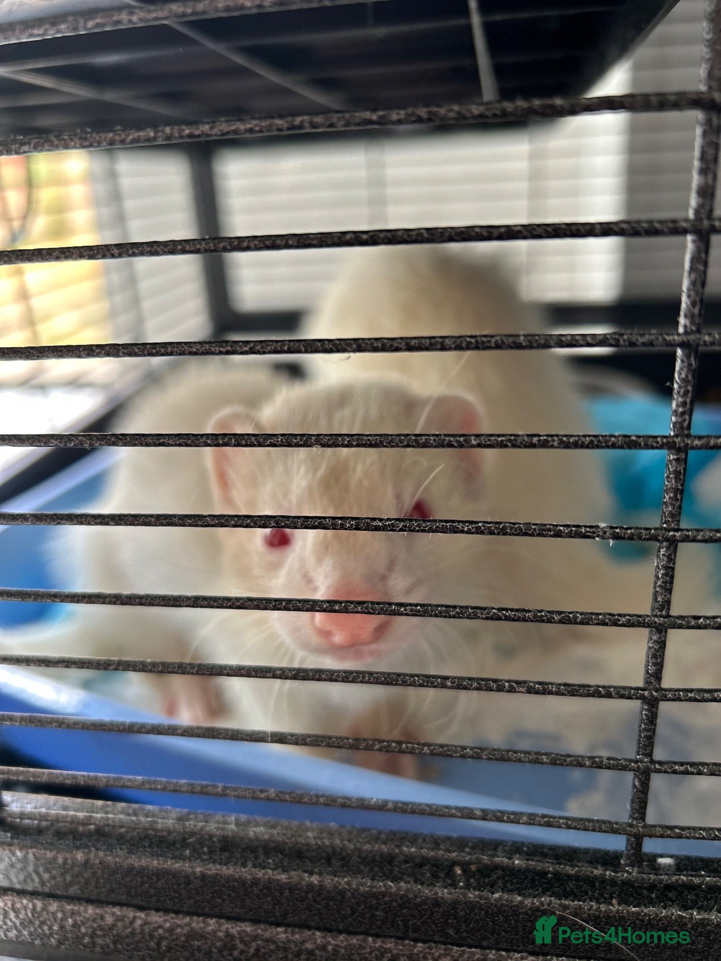Mixed Breed reptiles 2 male albino ferrets - Advert 1