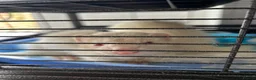 Mixed Breed reptiles for sale: 2 male albino ferrets in Newport - Advert 1
