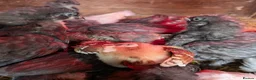 Chickens poultry for sale: Mixed silkie chicks - Advert 5