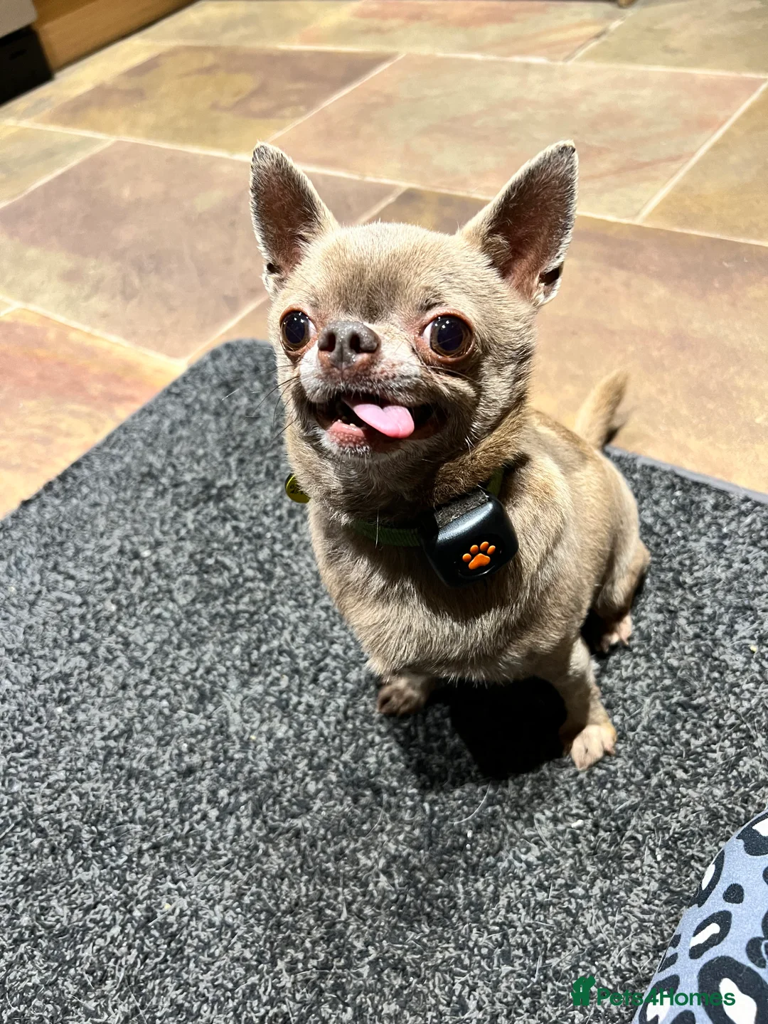 Chihuahua dogs for stud: Lilac KC Shorthaired Stud in Leeds - Advert 6