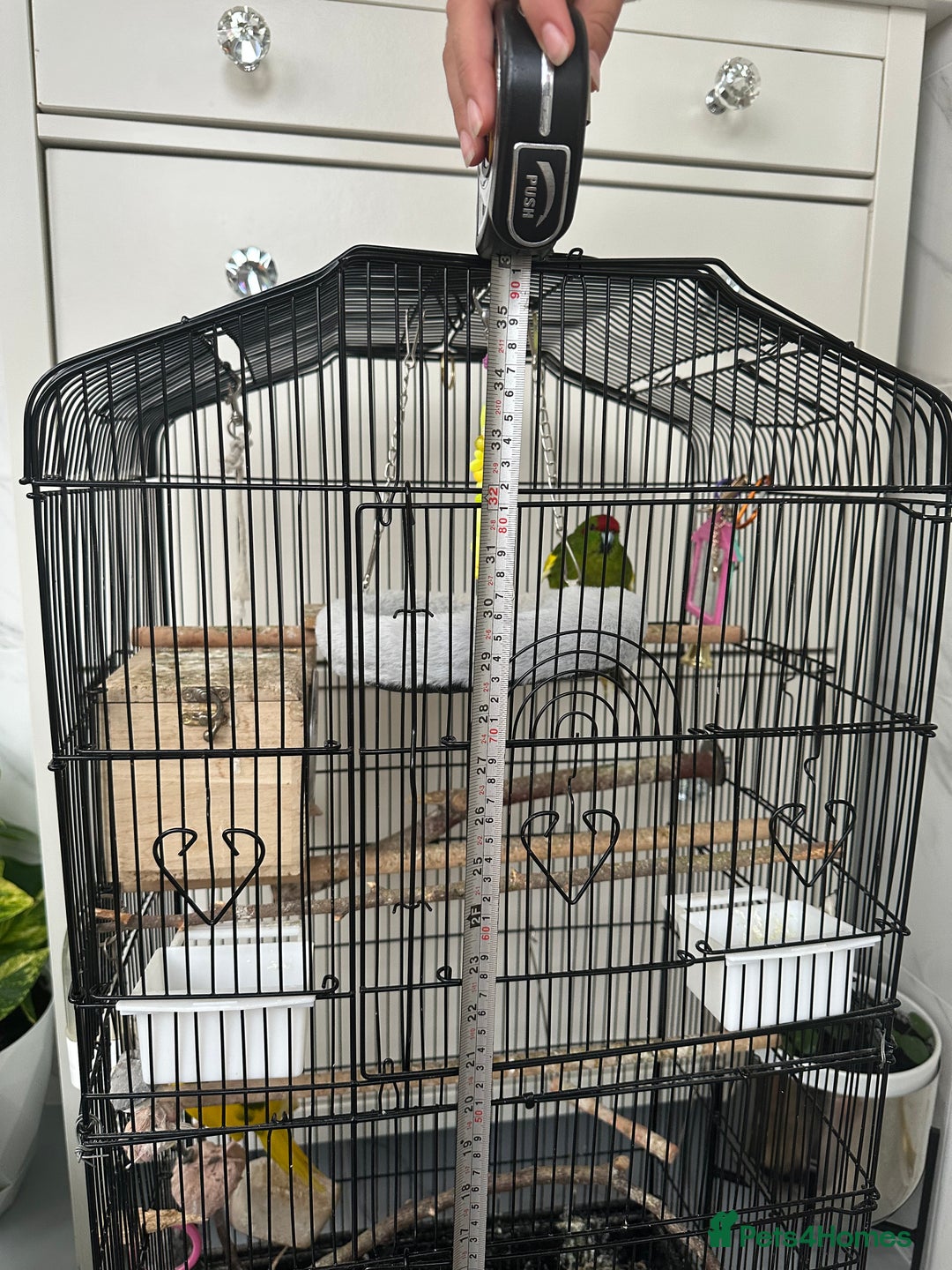 Parakeets birds for sale: 2 beautiful male and female kakarikis  - Image 8
