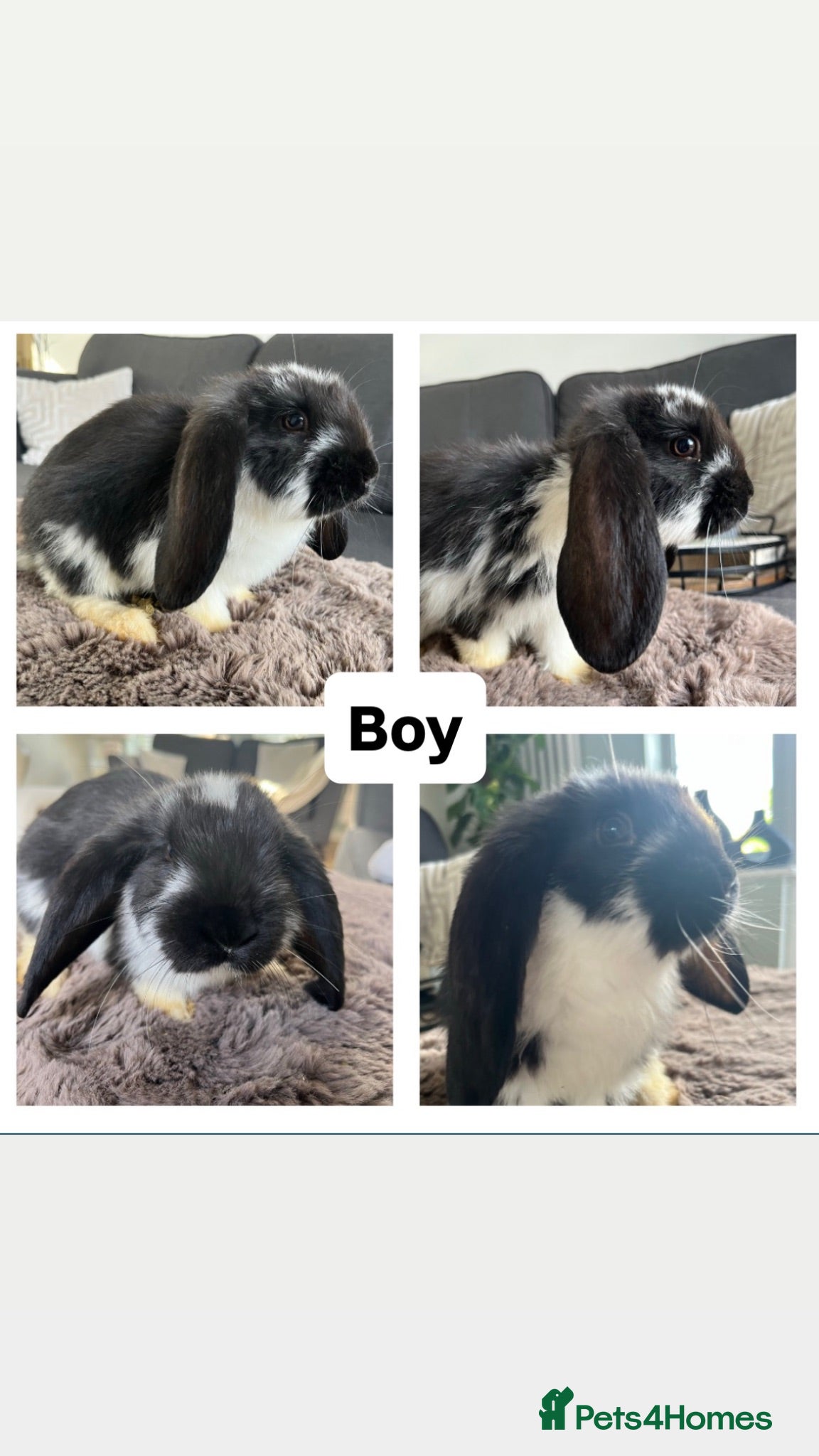 French Lop rabbits 🐰 Full breed French Lops Ready to Leave 🐰 - Advert 1