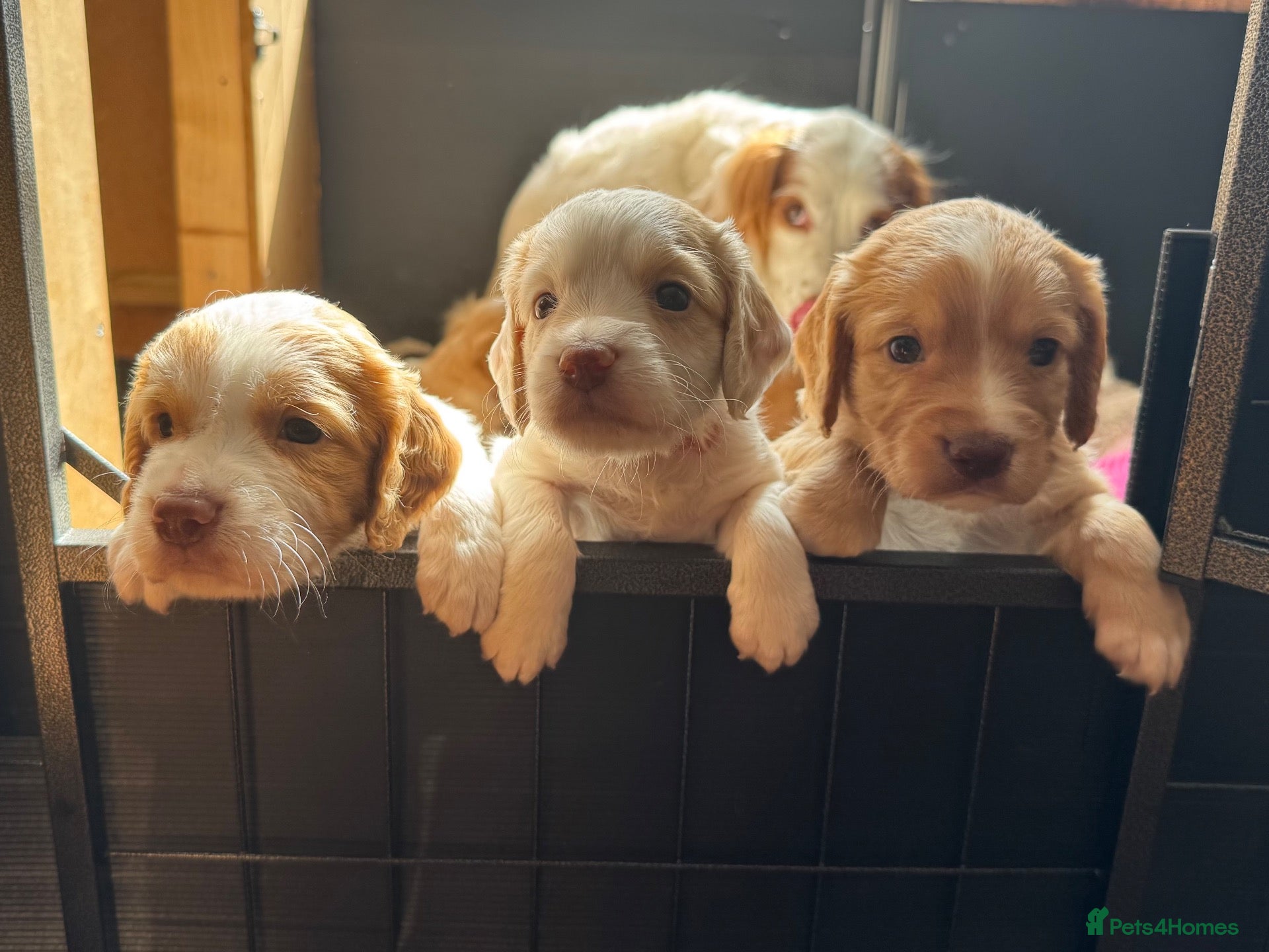 Sprocker dogs Gorgeous Sprocker Spaniel Puppies - Advert 2