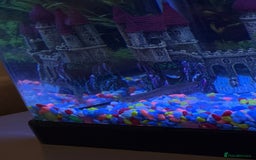 Loaches fish for sale: Dojo/Weather Cold Water Loach - Image 1