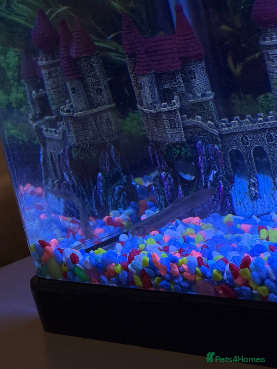 Loaches fish for sale: Dojo/Weather Cold Water Loach - Image 1