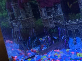 Loaches fish - Advert 1