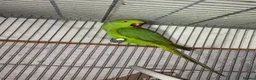 Ringnecks birds for sale: Beautiful young ringnecks for sale  in Chesterfield - Advert 2